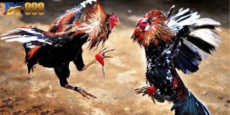 3 cửa cược của đá gà Thomo